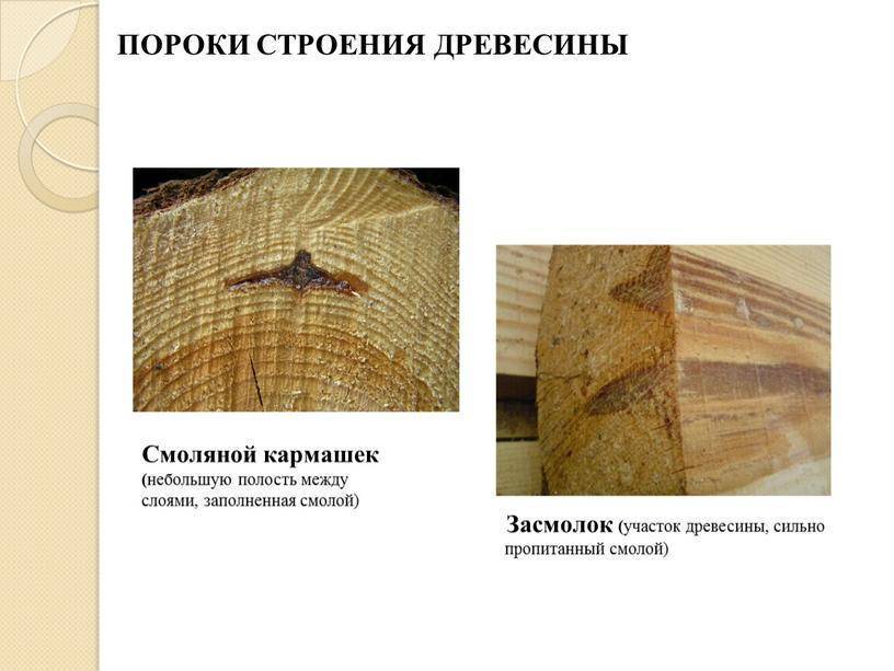 Пороки древесины и их влияние на качество