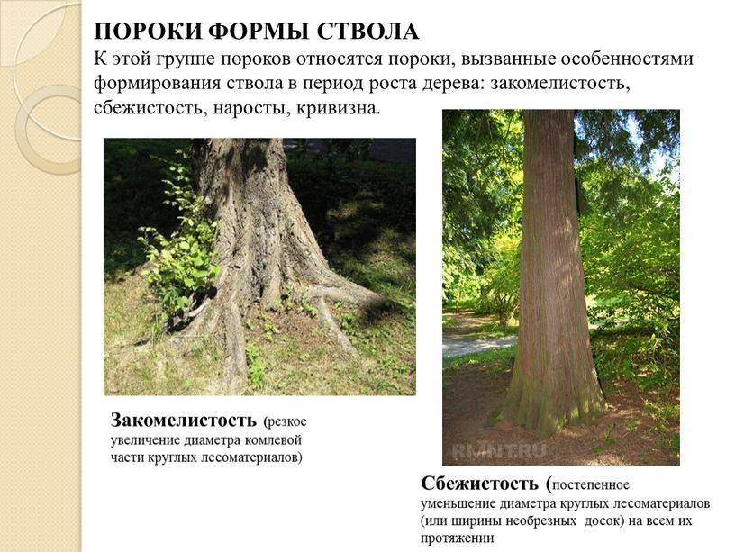Пороки древесины: виды, гост, влияние на качество