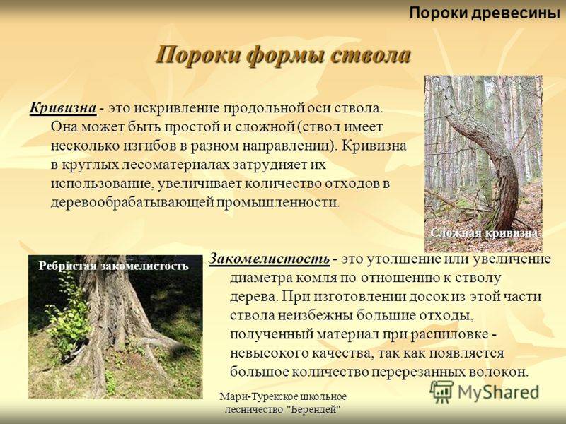 Пороки древесины: виды, гост, влияние на качество