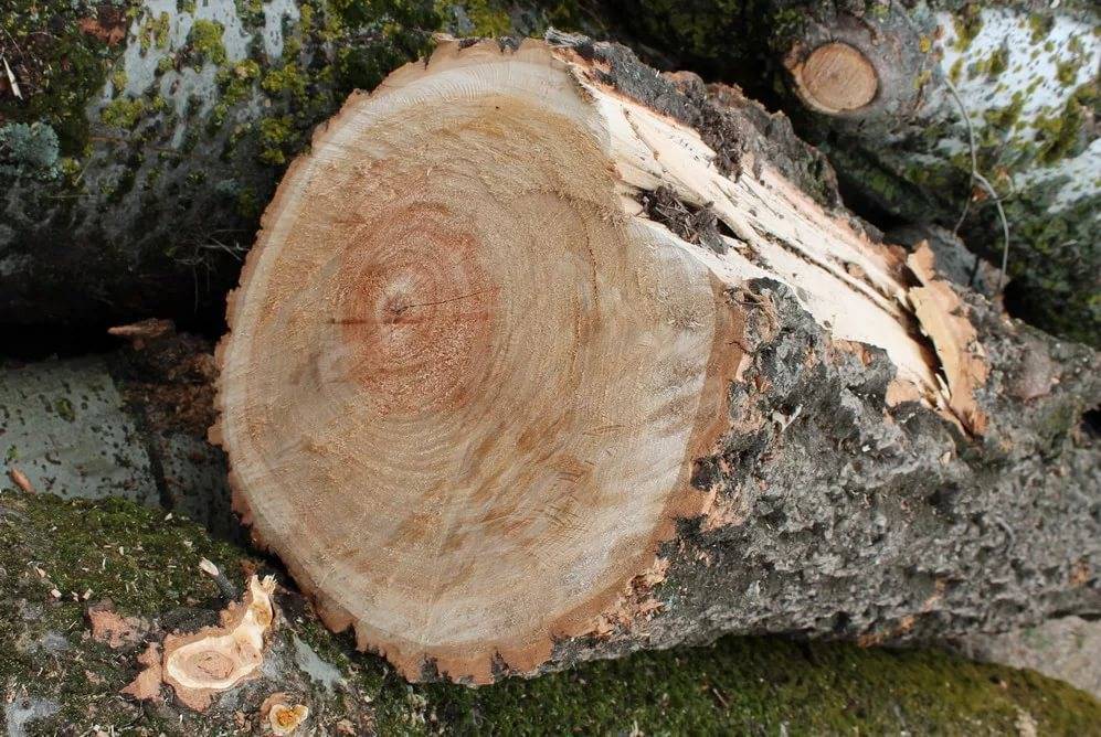 Как можно использовать пороки древесины - инженер пто