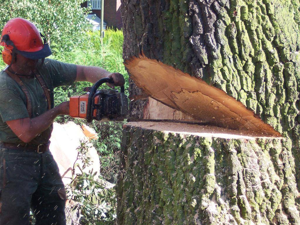 Как пилить бензопилами деревья пошаговая инструкция – мои инструменты